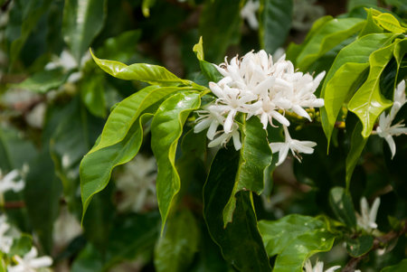 Coffee tree blossom with white color flower close up view. Coffea arabica Guatemala.の写真素材