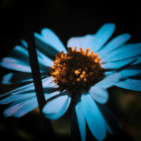 A view of a blue daisy on a dark backgroundの写真素材