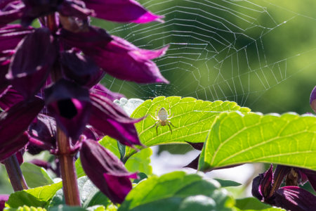 A closeup shot of a spider on its web in a garden near some purple flowersの写真素材