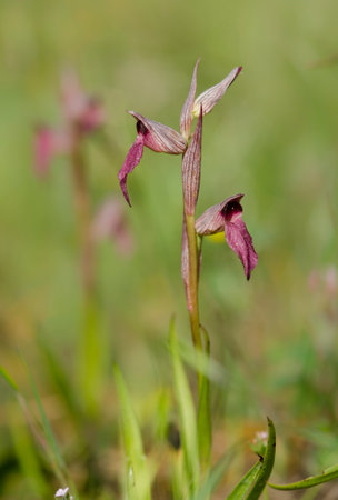 A vertical shot of a beautiful tongue orchid, outdoorsの写真素材