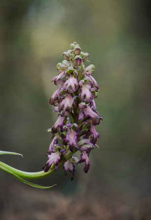 A vertical closeup shot of a blooming wild giant orchidの写真素材