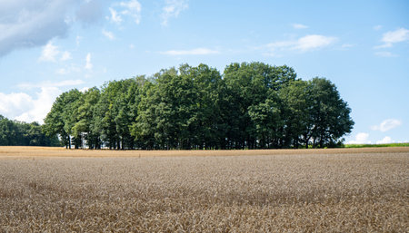 A field with trees in the background under a bright skyの写真素材