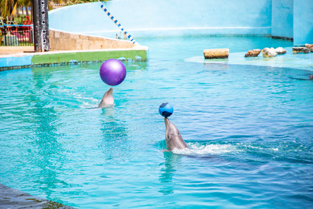 A scenic view of two dolphins train their show at the national aquarium of Cubaの写真素材