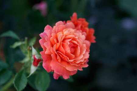 A closeup shot of beautiful garden roses on a shrubの写真素材