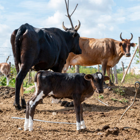 A selective focus of cows and a calf on a farmlandの写真素材
