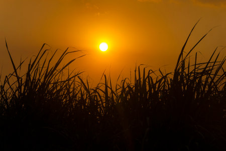Tropical sugar Cane Flowers at Sunset in Guatemala. Saccharum officinarumの写真素材
