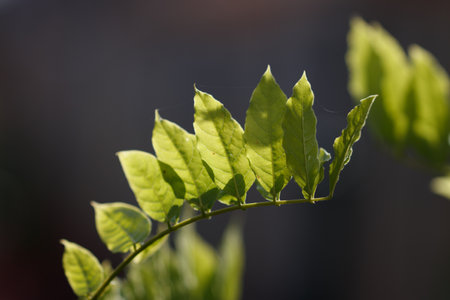 A scenic view of green leaves on a blurred backgroundの写真素材