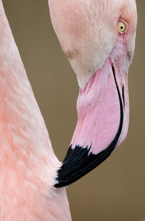 A closeup view of the beak of the flamingo scratching the skin on a blurry backgroundの写真素材
