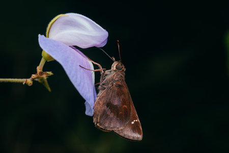 A closeup shot of a butterfly on a flower with blurred backgroundの写真素材