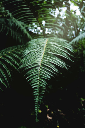 A fern frond in the forest in the sunlightの写真素材