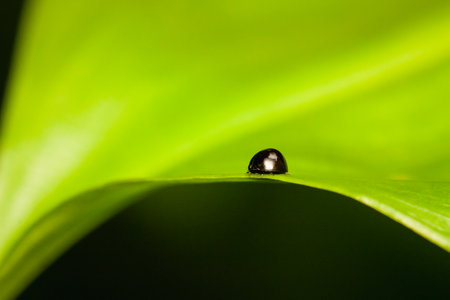 A macro shot of a black ladybug on plant leaf in the meadowの写真素材