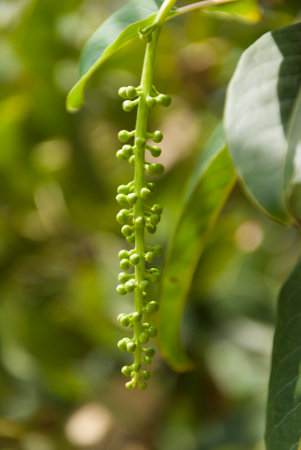 White flower tree in winter park in Guatemalaの写真素材