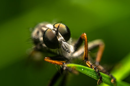 A macro shot of an insect on a green stemの写真素材