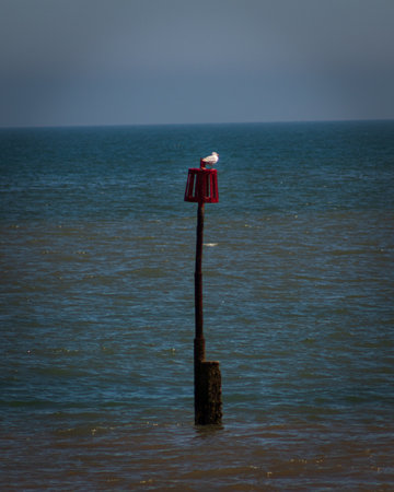 A beautiful cute seagull perching on an old rusty post in the seaの写真素材