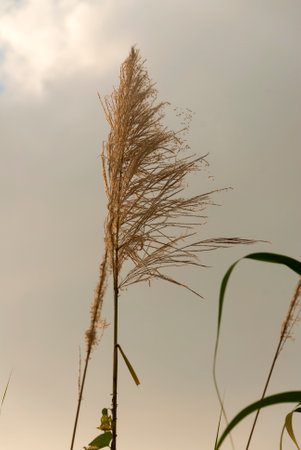 Tropical sugar Cane Flowers at Sunset in Guatemala. Saccharum officinarumの写真素材