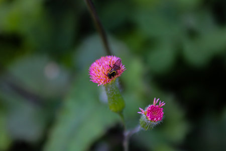 An insect on a purple bud of a Dahlia flower grown in the gardenの写真素材