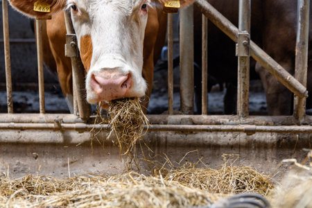 Dairy cows eating hay in barn.の写真素材