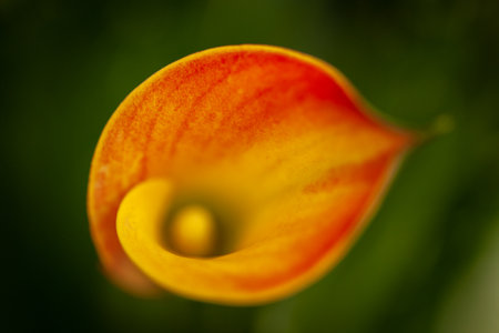 A selective focus of a bright calla flowerの写真素材