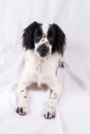 American Cocker Spaniel black and white color, the dog called man is best friend, beautiful male specimen, noble and loving, friendship until the endの写真素材