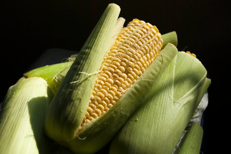 Young corn in Guatemala. Zea mays. Grain, central America.の写真素材