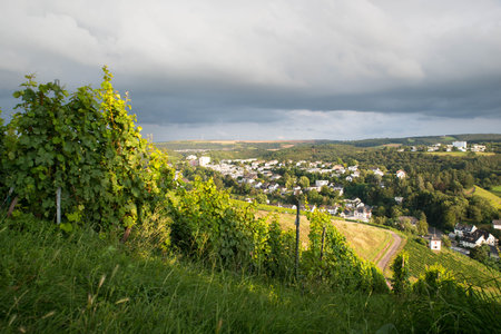 Wineyard with view over Trier, Moselle Valley in Rhineland Palatiane in Germany, landscapeの写真素材
