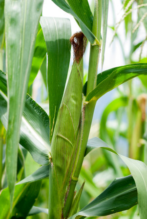 Young corn in Guatemala. Zea mays. Grain, central America.