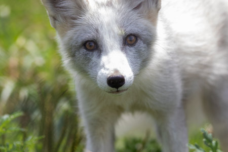 A closeup shot of a white fox