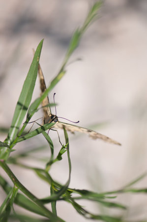 A vertical shot of a butterfly on a green plant under sunlight