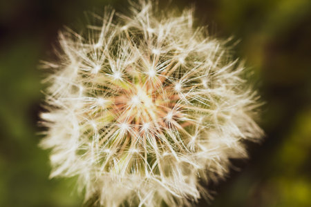A selective focus shot of a blooming dandelion growing on the gardenの写真素材
