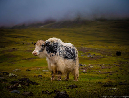 Yak (Bos grunniens), long-haired and short legged ox-like mammal, in Mongolia lives predominantly in high mountainous areas of Mongolia. 21st June, 20の写真素材