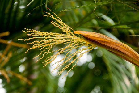 Spathe with female flowers in a date palm tree in Guatemala.の写真素材