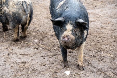 A closeup shot of pigs standing on the muddy surface on the farm