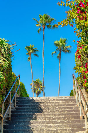 A vertical shot of a beach landscape with stairs and palm trees outdoors on a sunny dayの写真素材