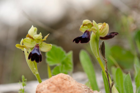 A closeup shot of blooming atlas orchid flowersの写真素材