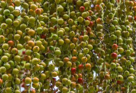 A closeup shot of palm tree fruits hanginの写真素材