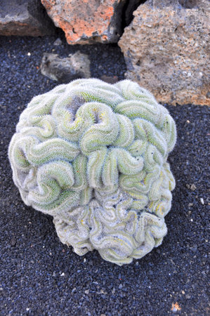 brain like cactus and lava soil from aboveの写真素材