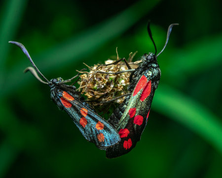 A macro shot of two mating bugs on a flowerの写真素材