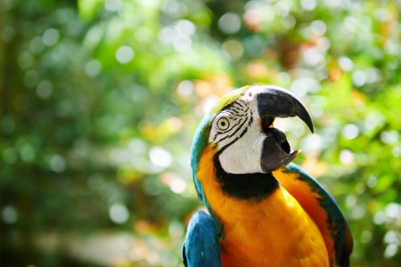 A selective focus of the face of a macaw against a blurred backgroundの写真素材
