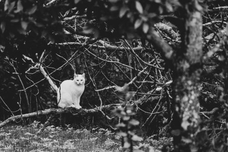 A grayscale of a cat on bushes outdoorsの写真素材