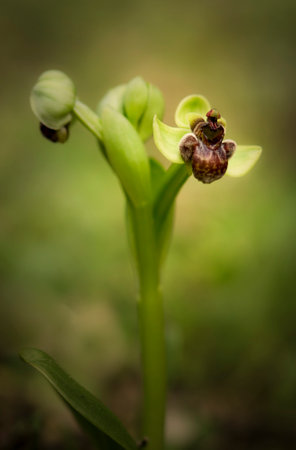 A vertical closeup shot of a blooming bumblebee orchid
