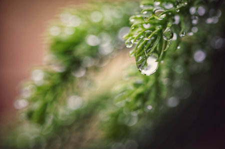 A closeup of fir tree branch with water drops on it and the blurred backgroundの写真素材