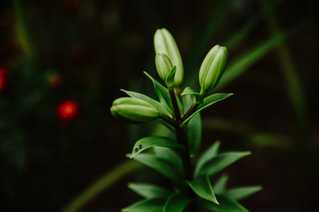A closeup shot of green flower buds with leaves on a blurred backgroundの写真素材