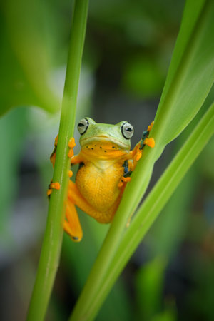 A closeup of the small colorful; frog with the blurred background