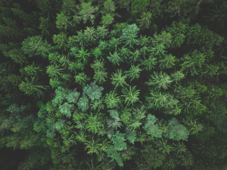 Green simple forest textures from above.の写真素材