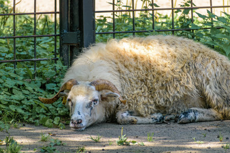 A fluffy sheep laying in a parkの写真素材