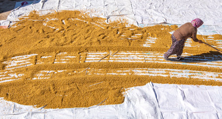 Bulgur making process from wheatの写真素材