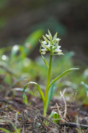 A vertical shot of a beautiful Dactylorhiza insularis orchid, outdoorsの写真素材