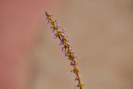 Oregano flower stalk with a blur and macro photographyの写真素材