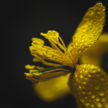 A view of beautiful Doronicum with water drops on it blooming in the gardenの写真素材