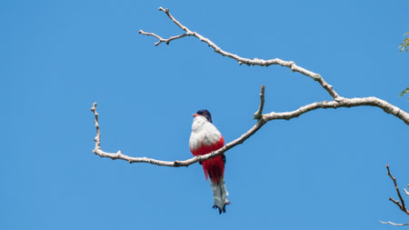 A Cuban trogon perched on a bare tree branchの写真素材